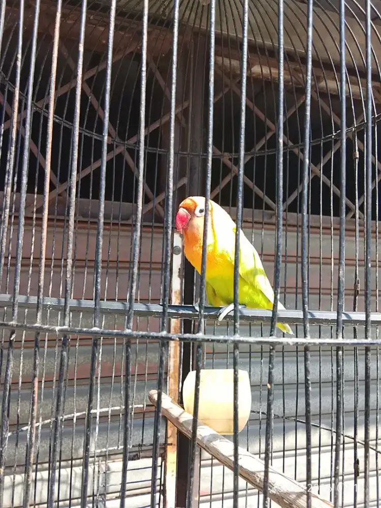 Lovebird pastel single an jual burja