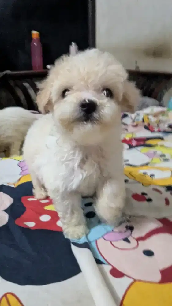 Toy poodle asli