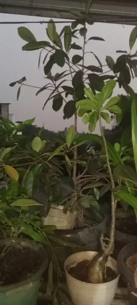 Sawo kecil dalam pot