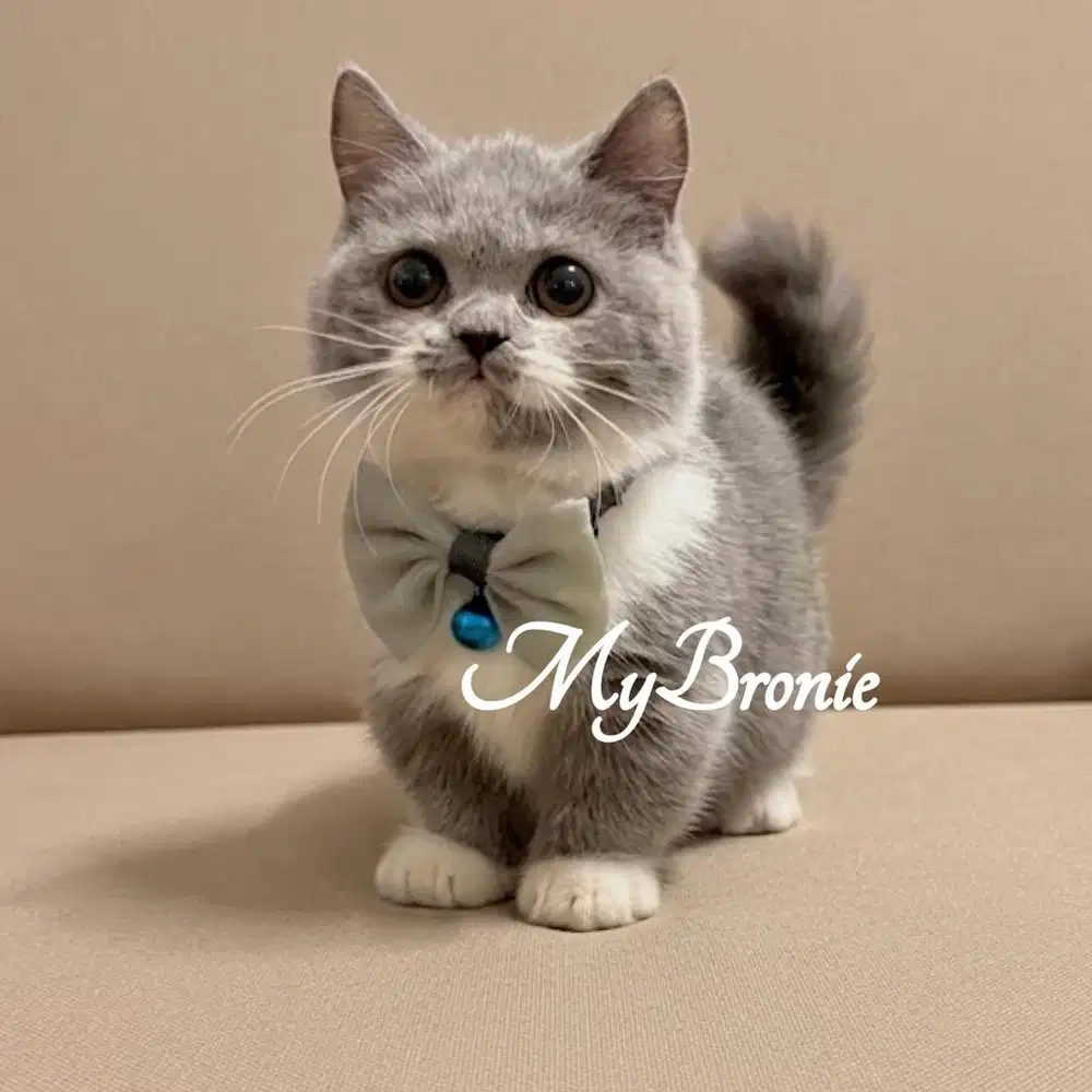 Kucing munchkin british shorthair betina