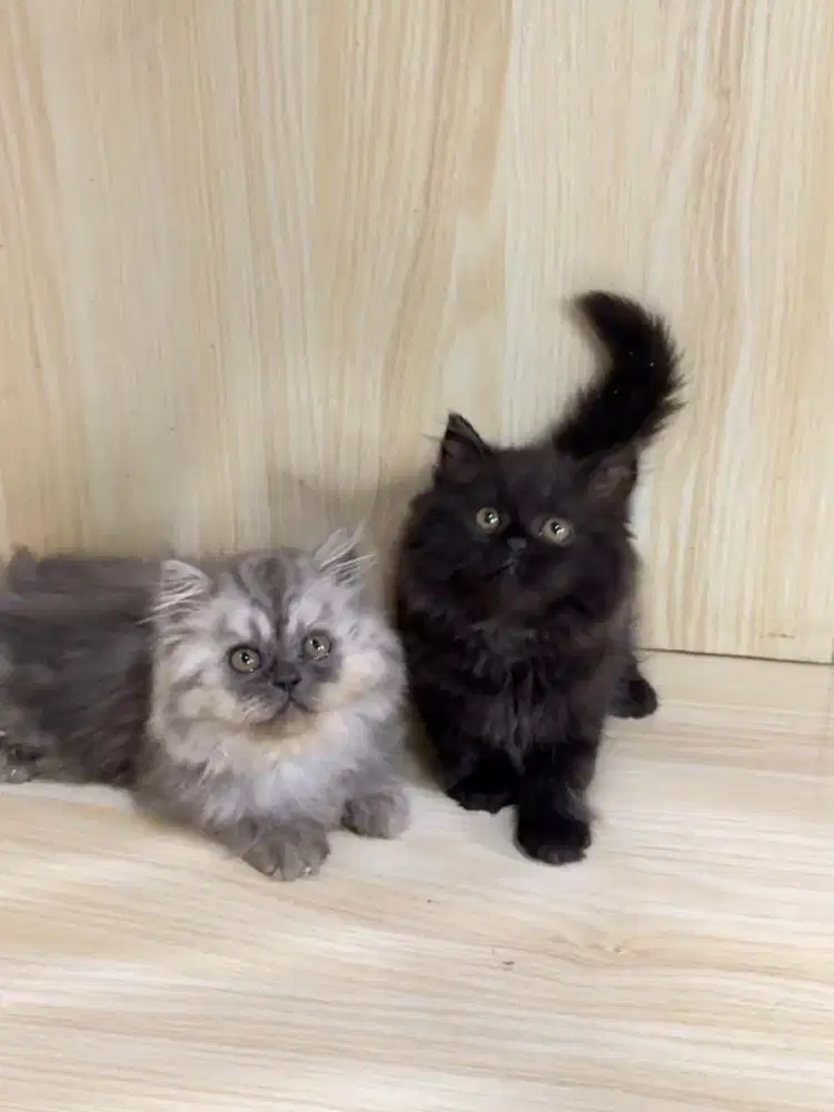 Kitten Kucing Persia