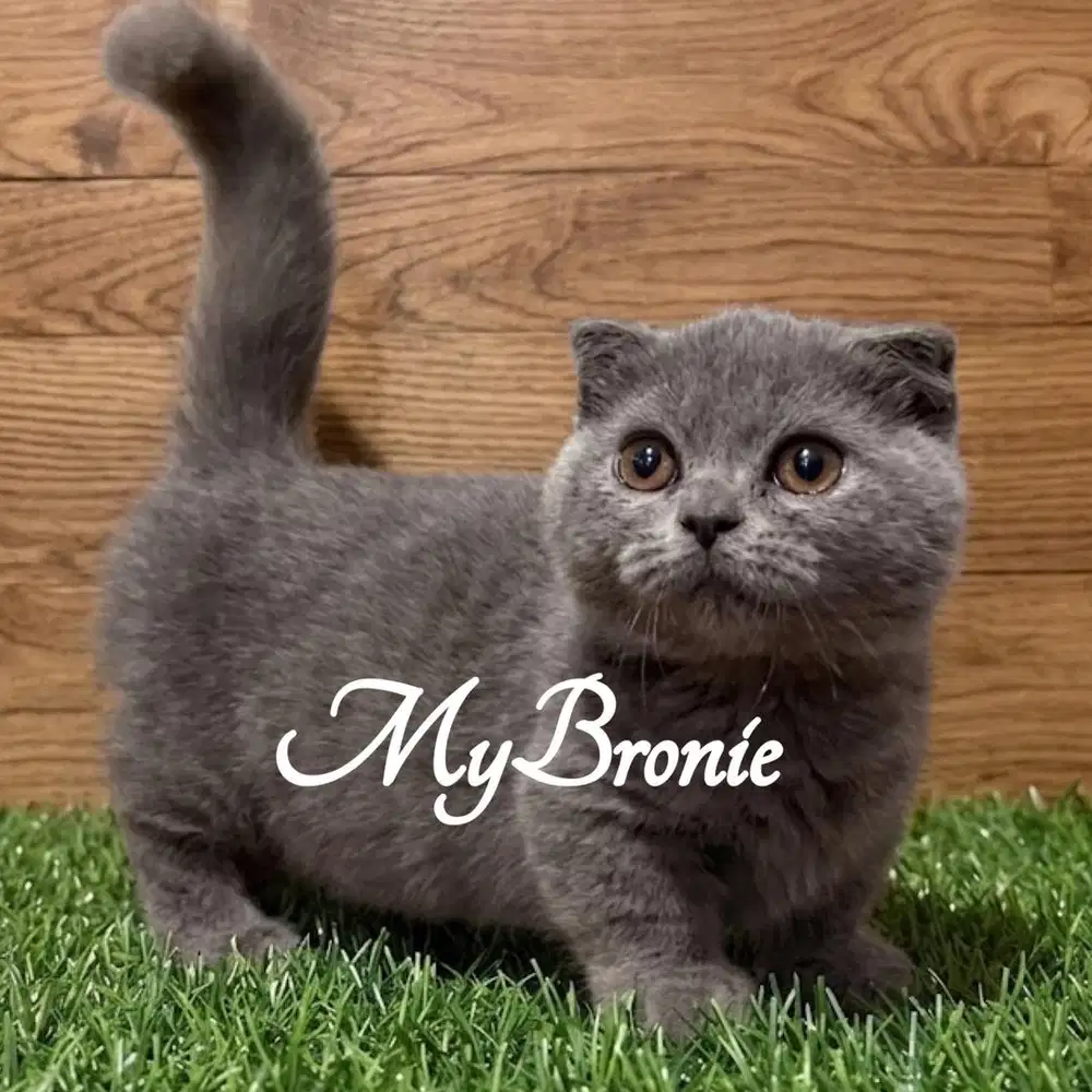 Kucing munchkin scottish british gaelic
