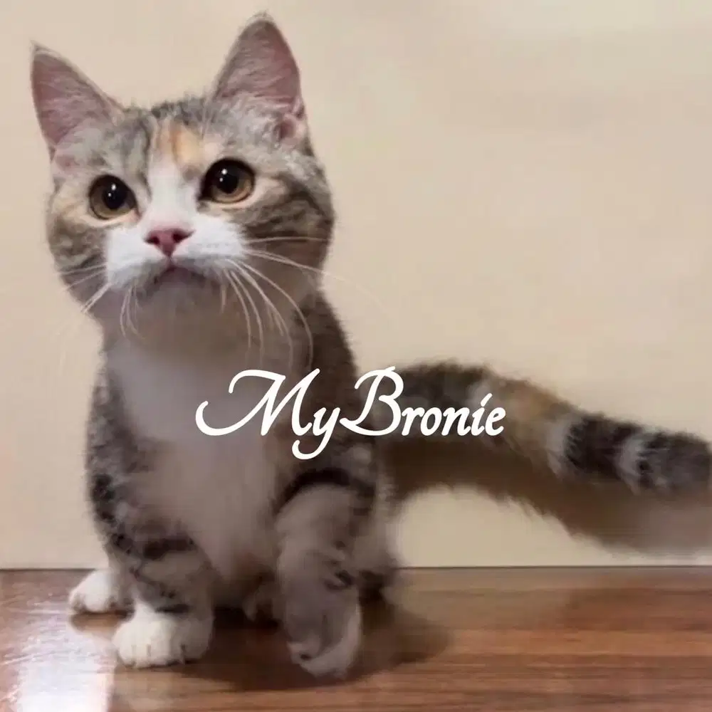 Kucing munchkin british shorthair 4 bulan