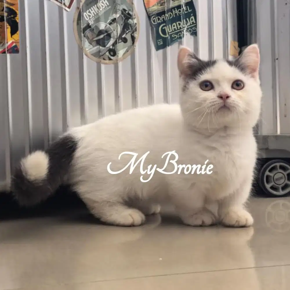 Kucing munchkin british shorthair betina