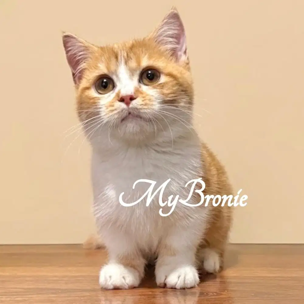 Kucing munchkin british shorthair jantan