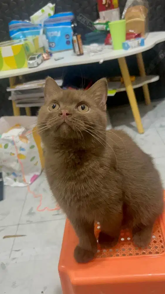 British Shorthair BSH