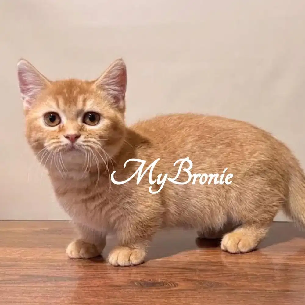 Kucing munchkin betina oyen
