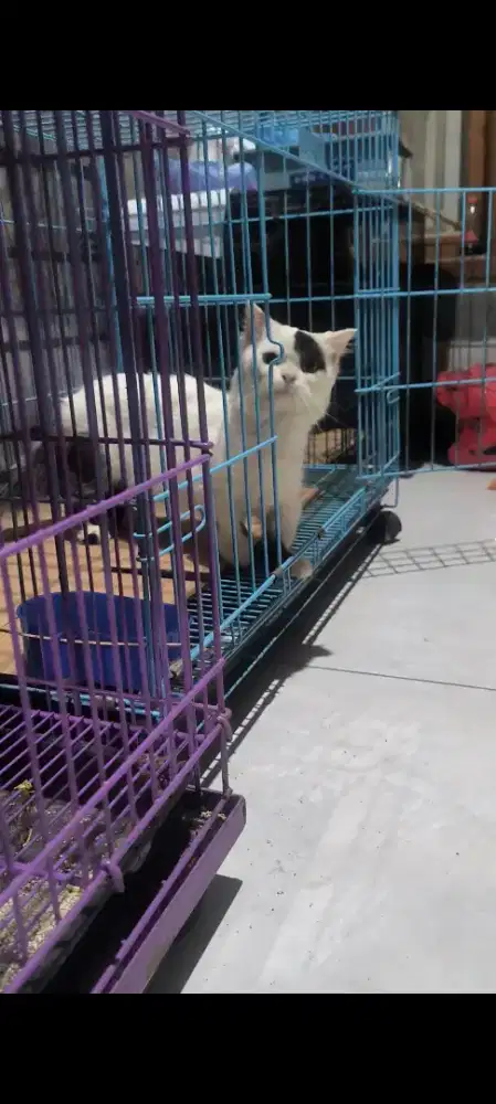 Kucing Munchkin cebol pejantan Jombang kota