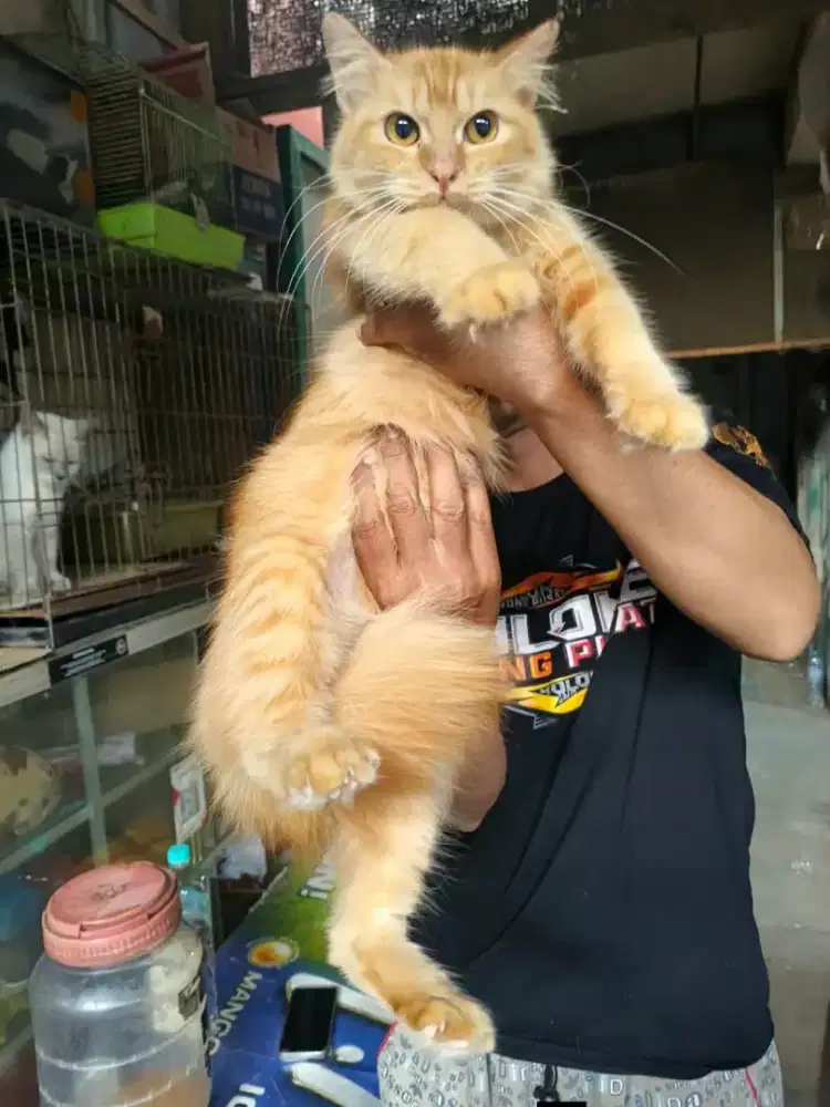 Persia betina 7 bulan
