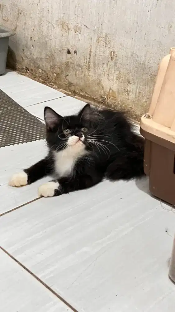 Kucing maincoon mix persia