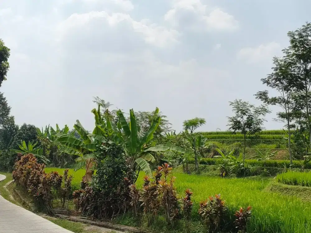 Sawah Strategis Dekat Pemukiman di Purwakarta – Udara Sejuk 450 MDPL, Akses Mobil Sampai Lokasi