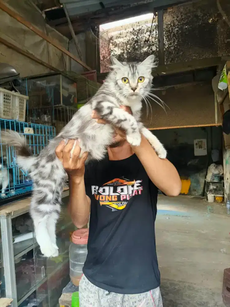 Persia marble betina 7,5 bulan