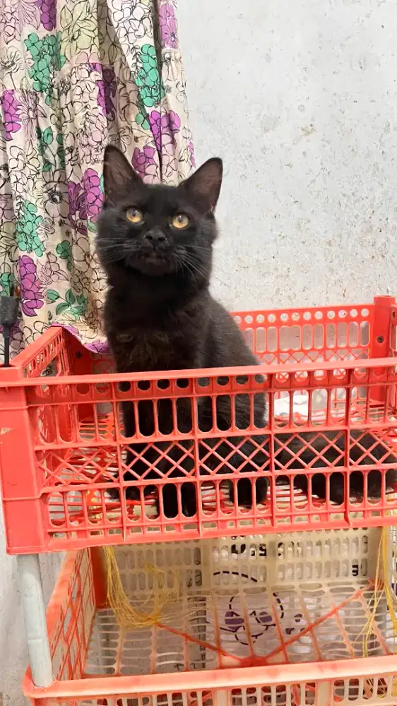 Kucing Maincoon mix persia