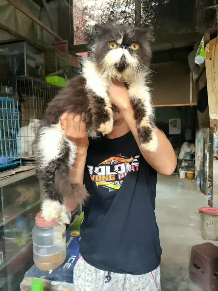 Peaknose jantan 11 bulan