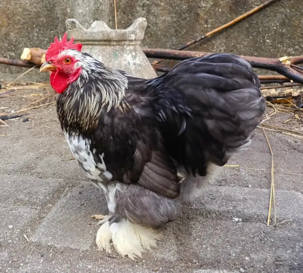 Ayam Batam Cochin gemoy