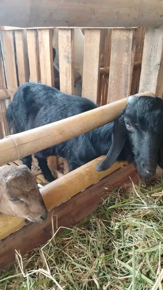 Jual kambing aqiqah dan qurban