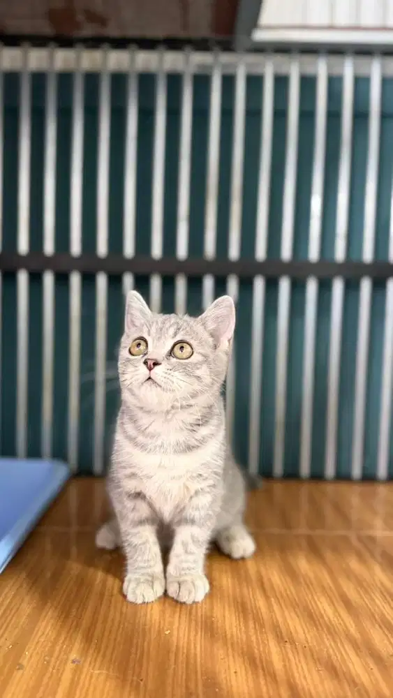 Kucing Scottish Straight Kitten Betina