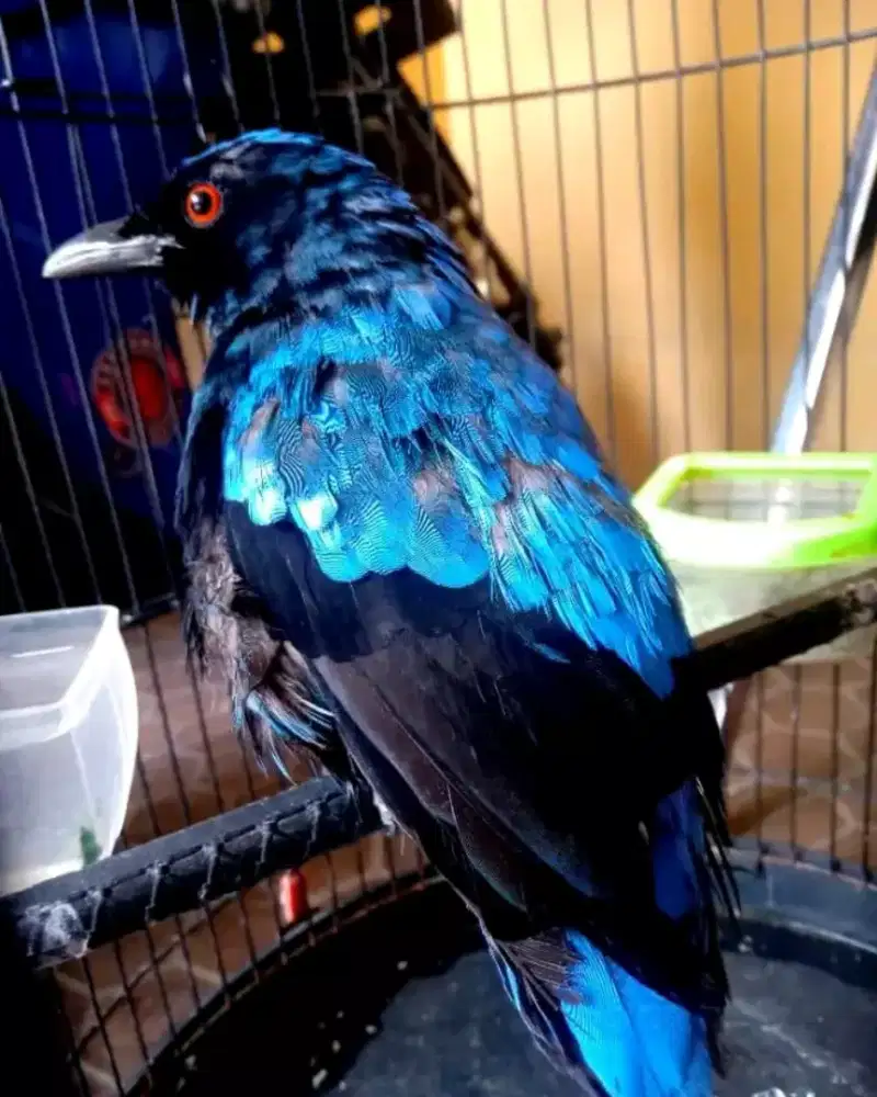 cucak biru jantan mutasi dewasa TT mangga