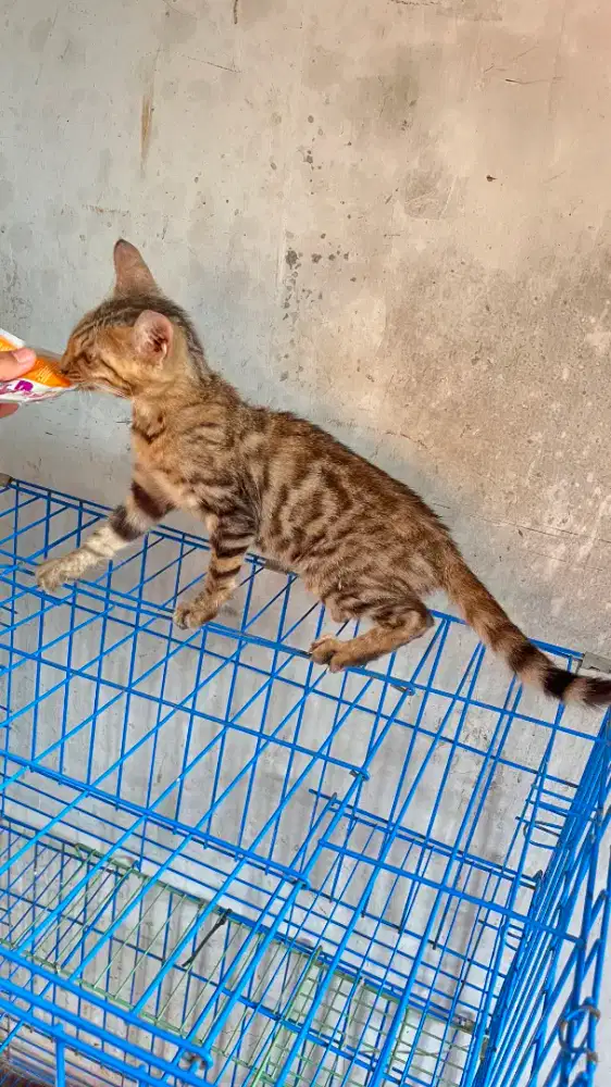 Kucing bulu pendek