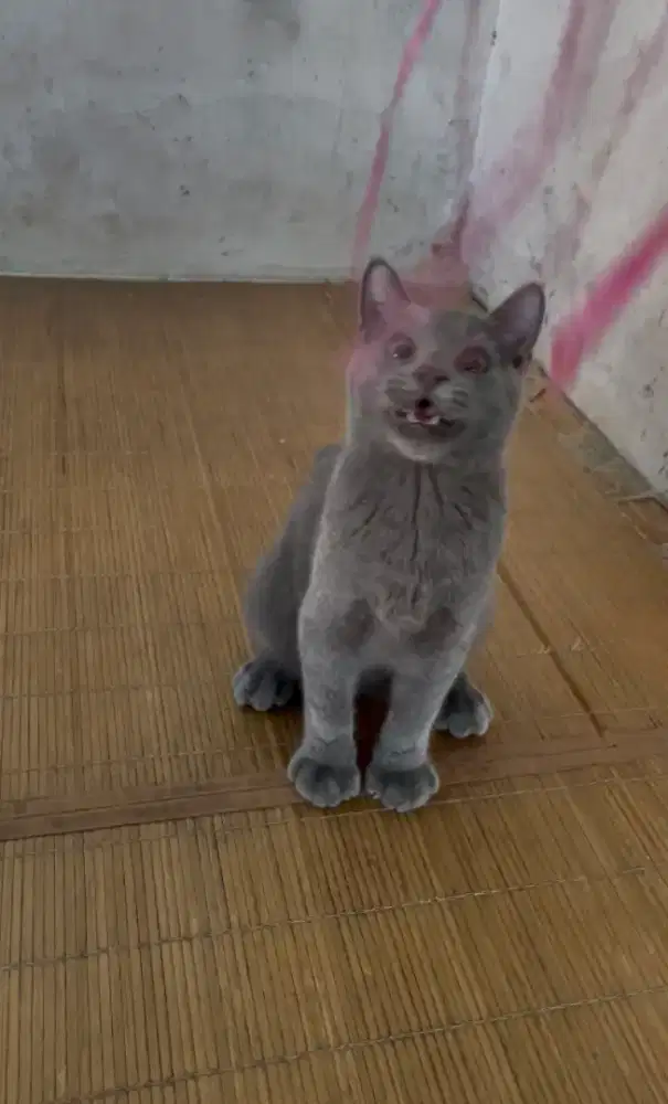 BSH BRITISH SHORT HAIR