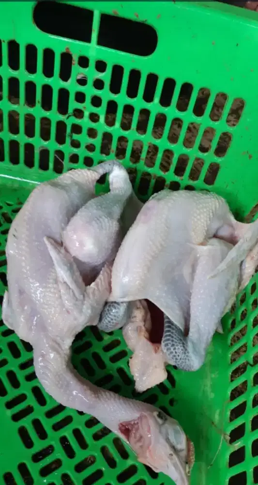 jual ayam kampung berbagai ukuran
