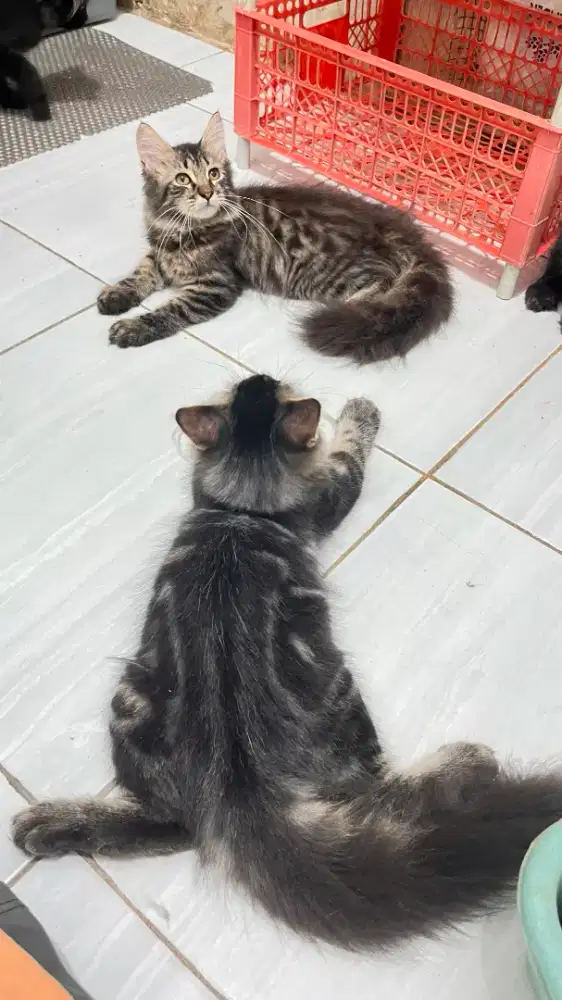 Maincoon mix persia MUJAER marbel