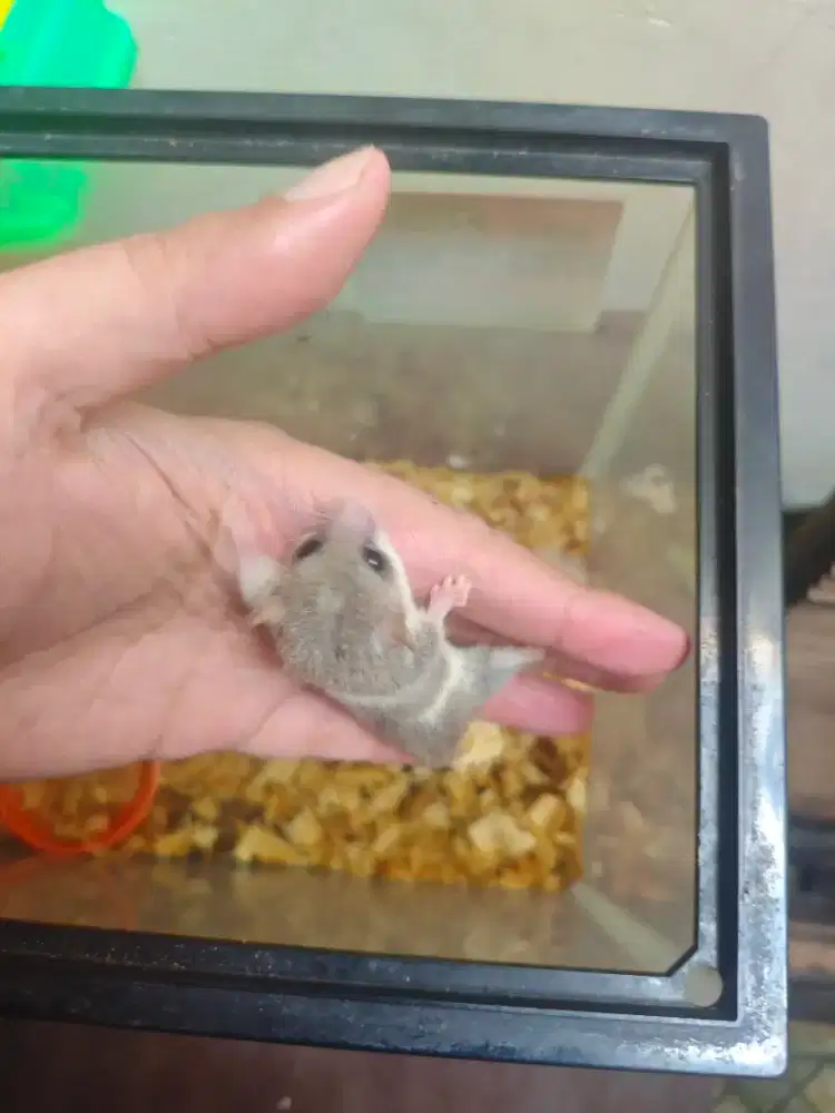 Pigmy dormice tupai afrika