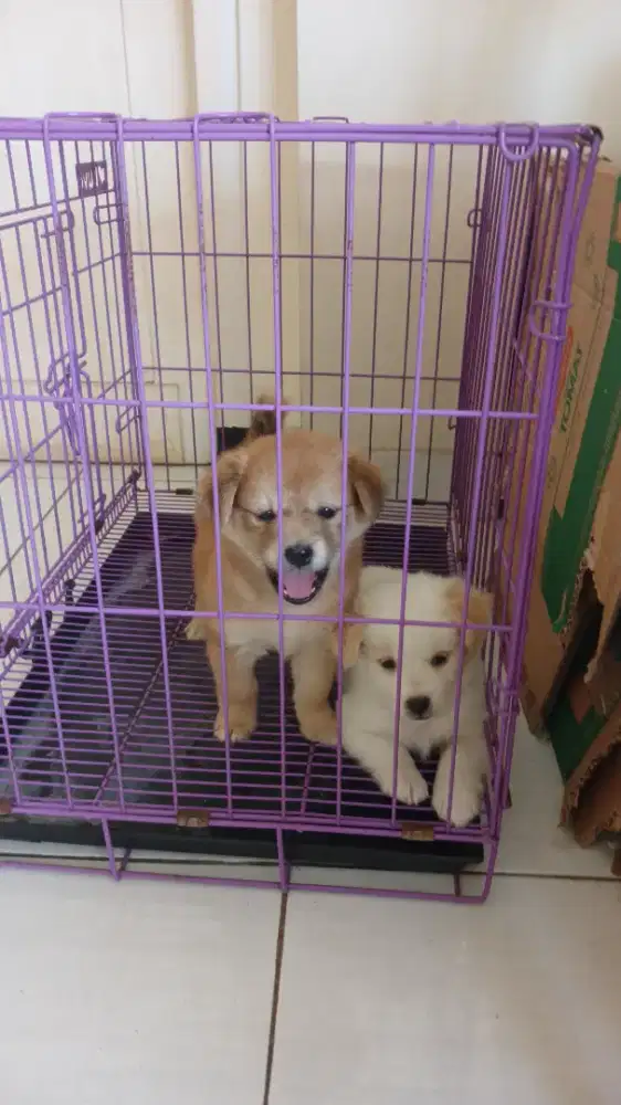 Anak Anjing Lucu
