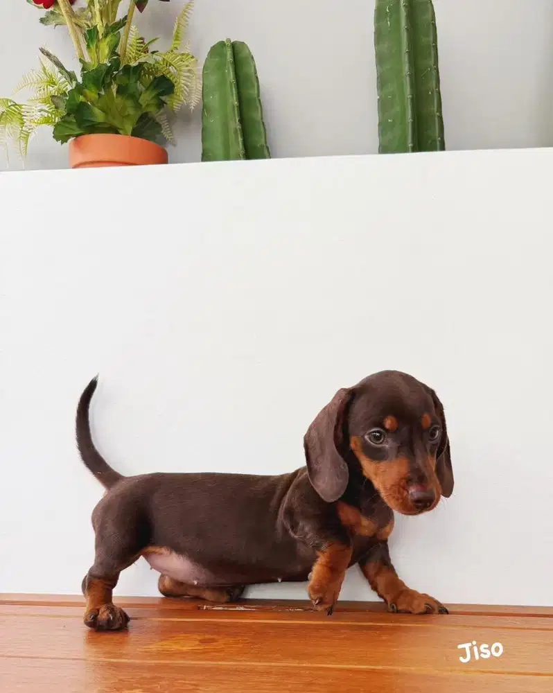 Mini tekel choco tan