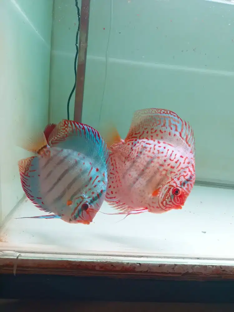 Ikan discus satu pasang