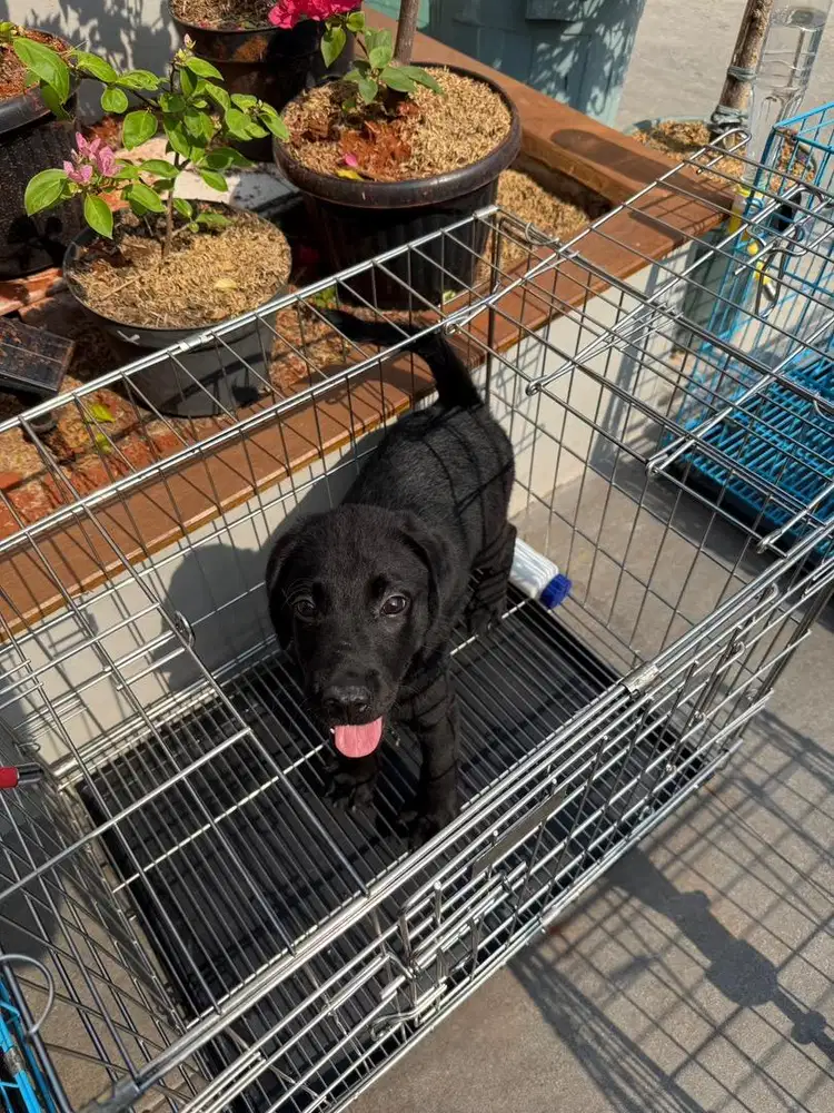 Labrador hitam gagah keren