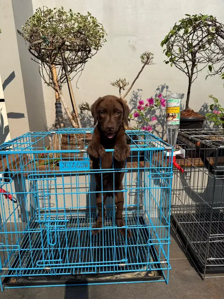 Labrador jantan Choco