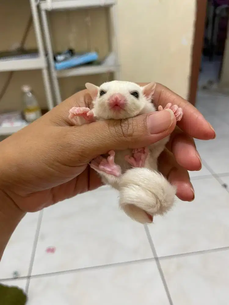 sugar glider leu