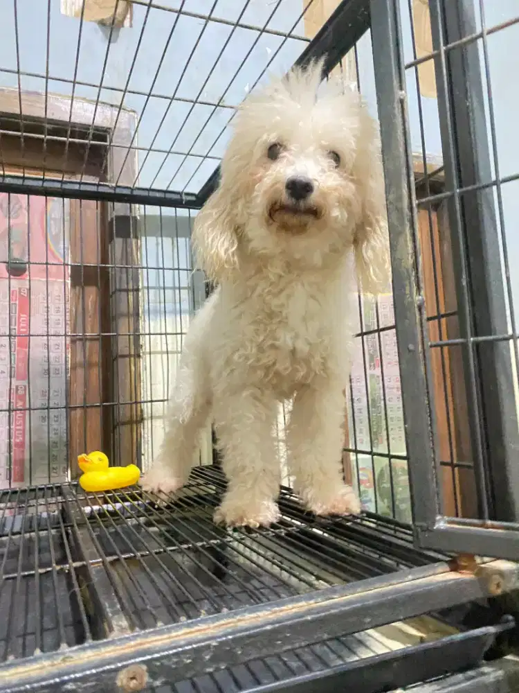 Poodle betina lucu