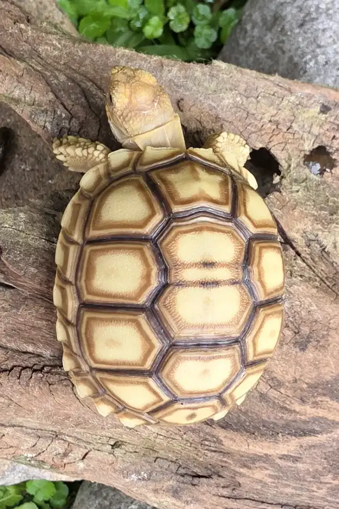Kura kura Sulcata Scute HOKKY angka 8 Less Scute