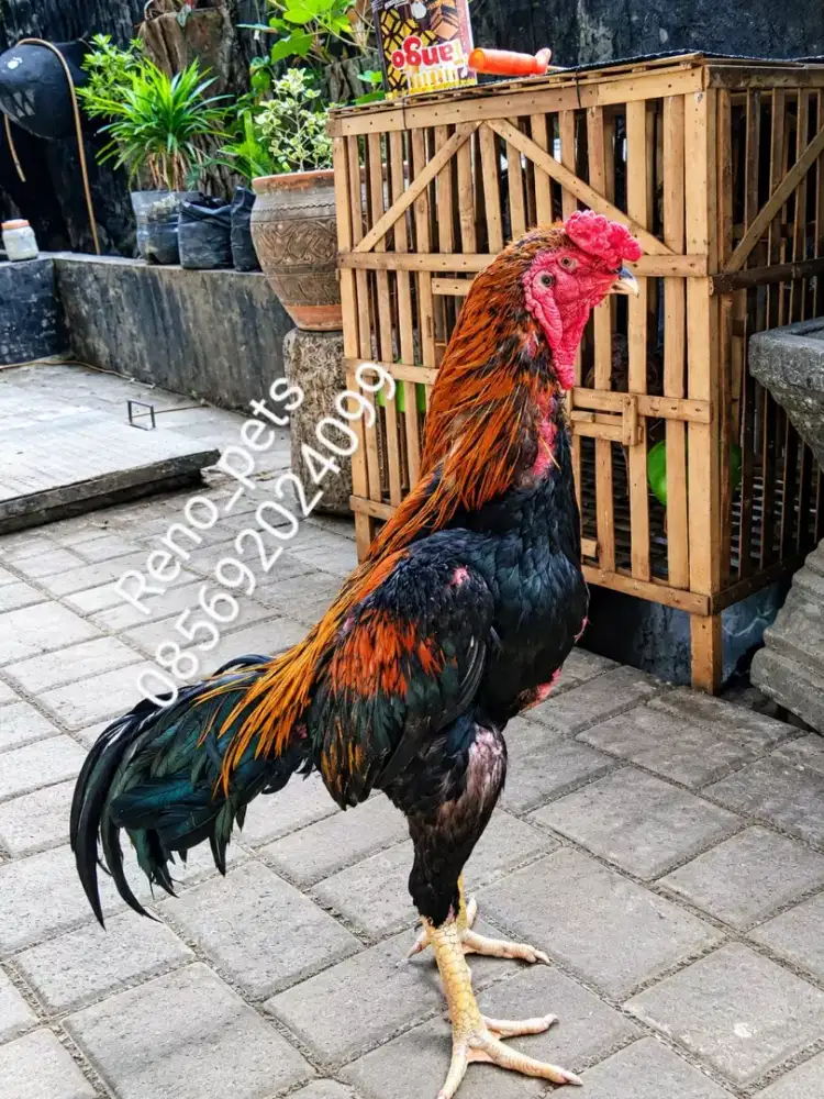 Shamo eropa ORI murni