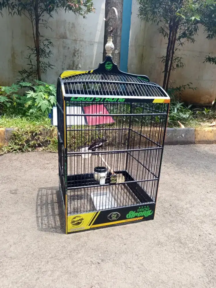 Dijual Sepaket Burung Kacerr sehat bugar dan kandang