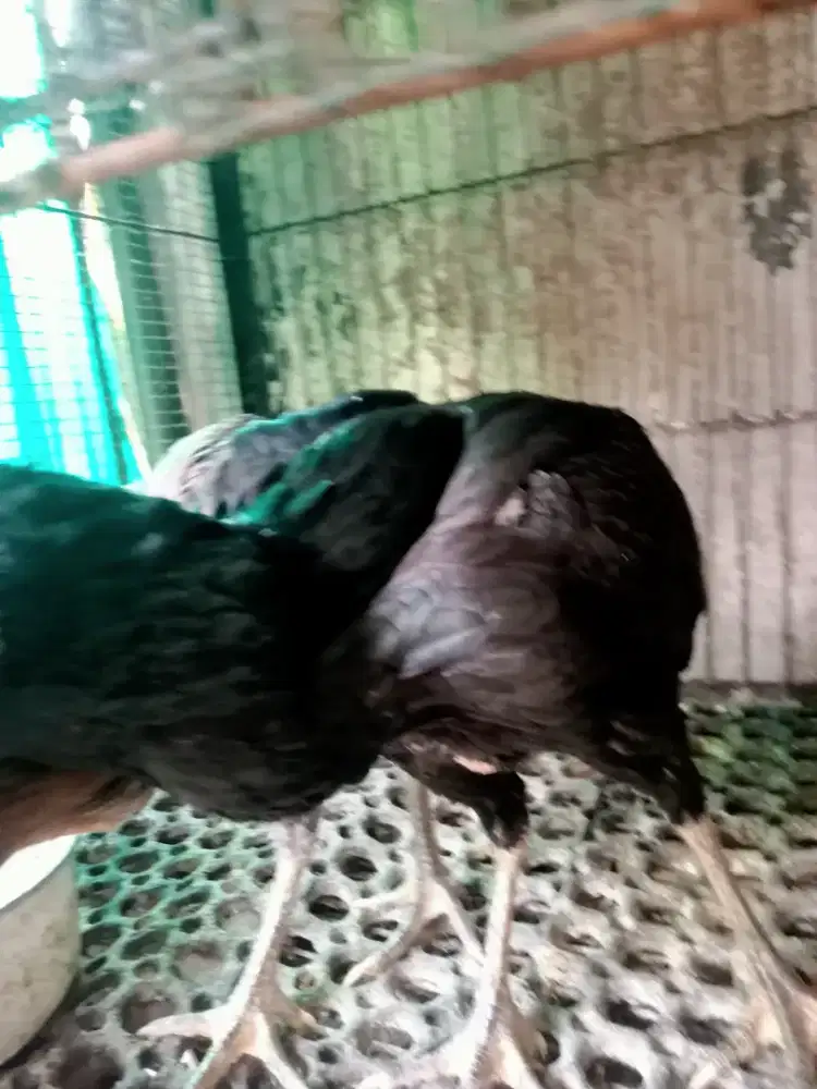 Ayam cw  bangkok 2. Jago. 1 ..ada 4 ekor