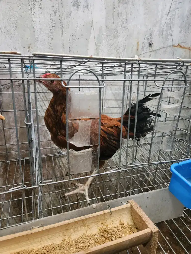Ayam Kampung Jantan