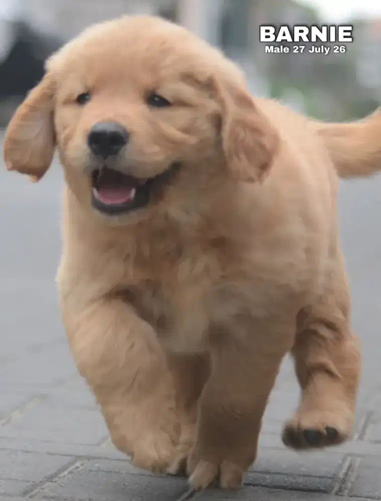 Golden retriever jantan •BARNIE•