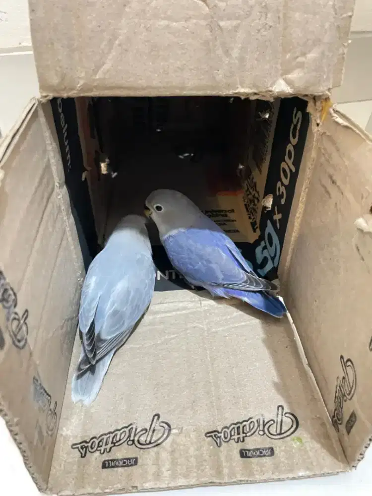 BURUNG LOVEBIRD NON KLEP/HOLLAND 1 PASANG