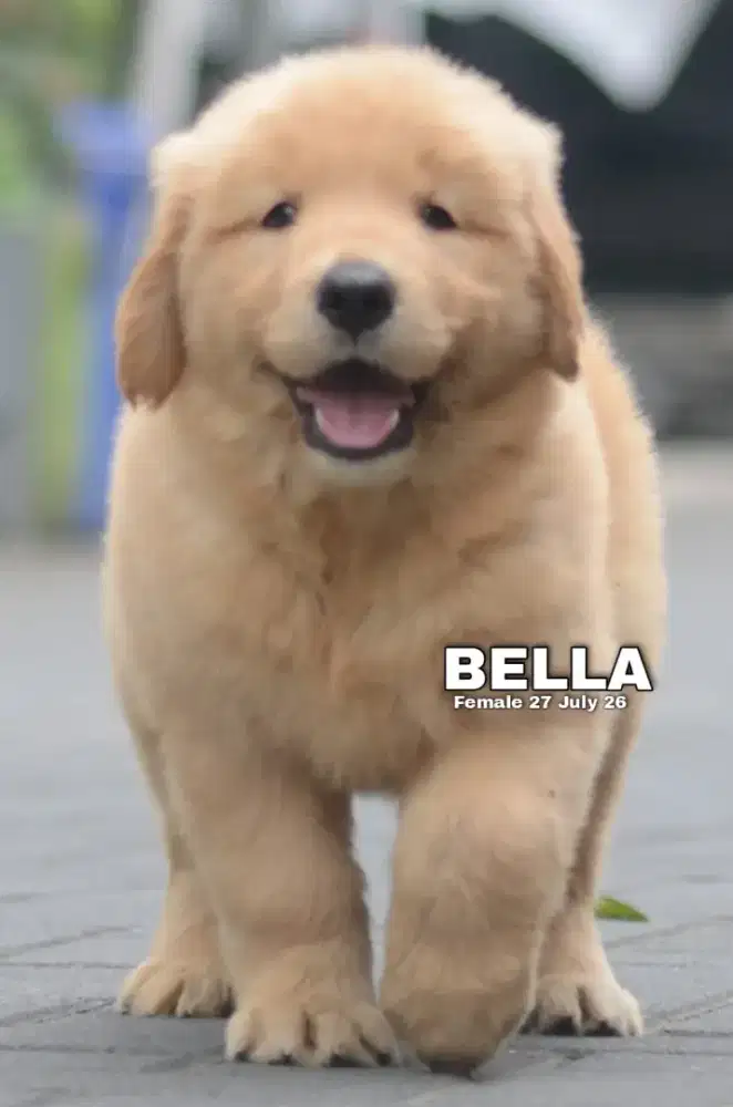 Golden retriever betina •BELLA•