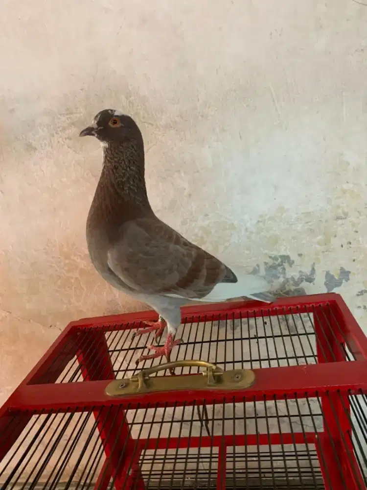 Burung dara merpati player
