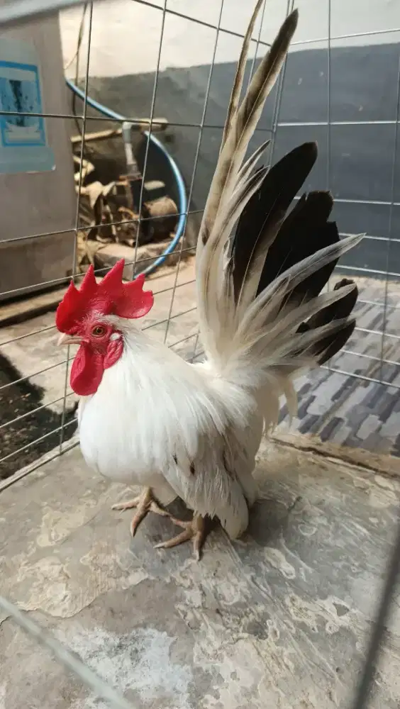 AYAM KATE JANTAN LOKAL SNI