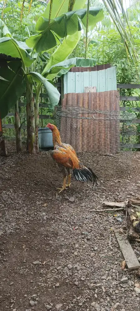 Ayam Bangkok Ekorlidi.
