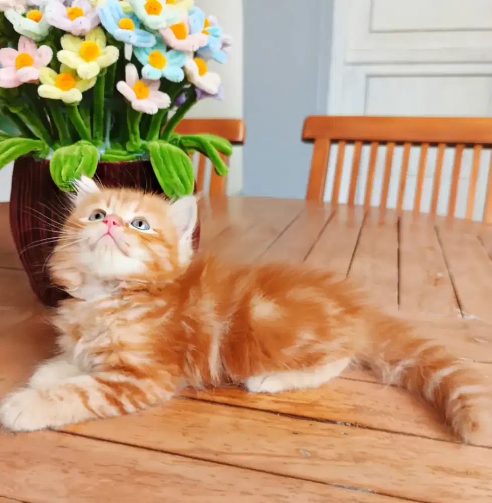 LEPAS ADOPSI KITTEN PERSIA