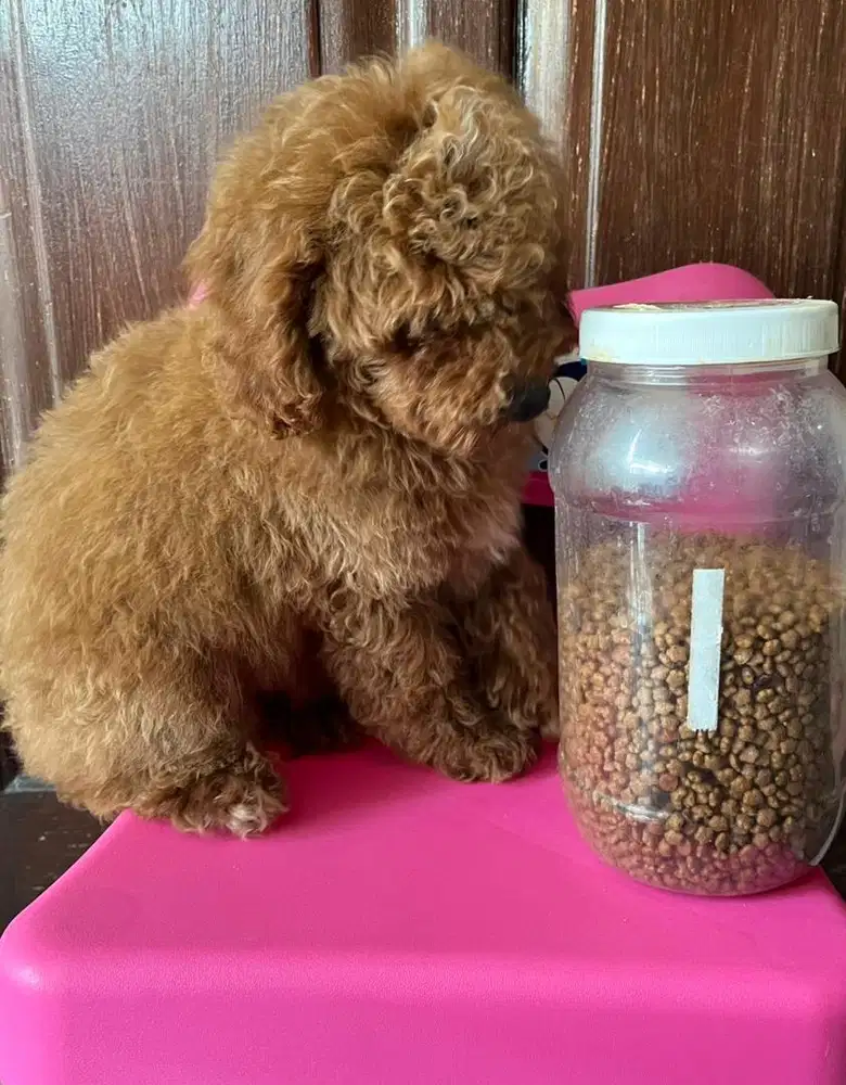 Poodle puppy lucu bagus