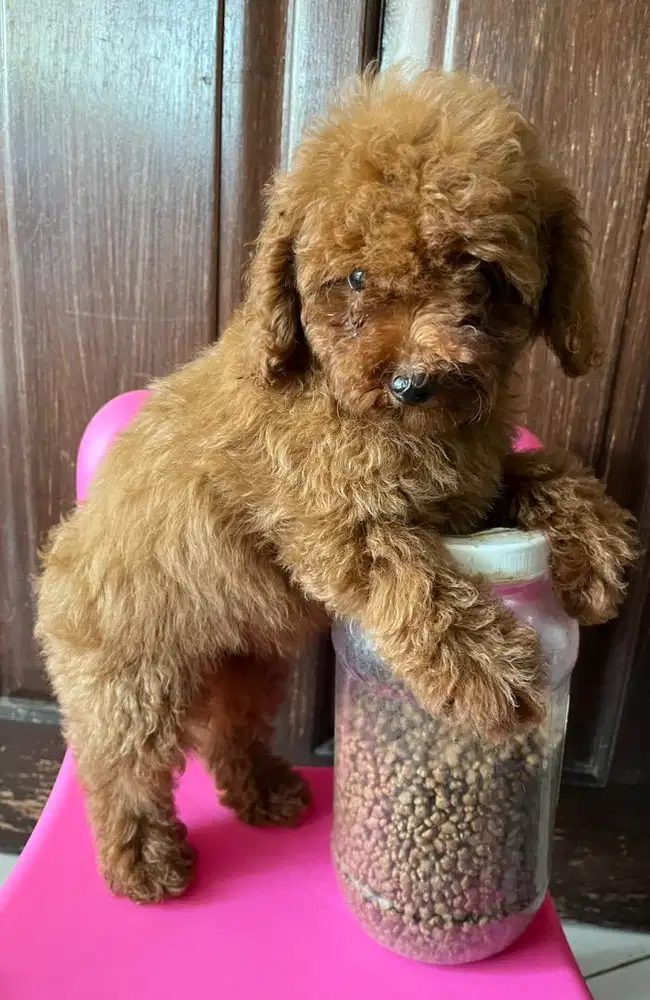 Poodle puppy lucu bagus