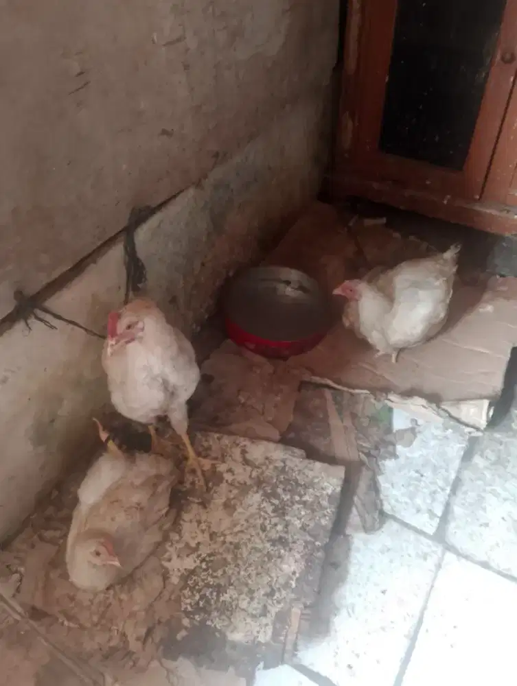 Jual ayam 3 ekor
