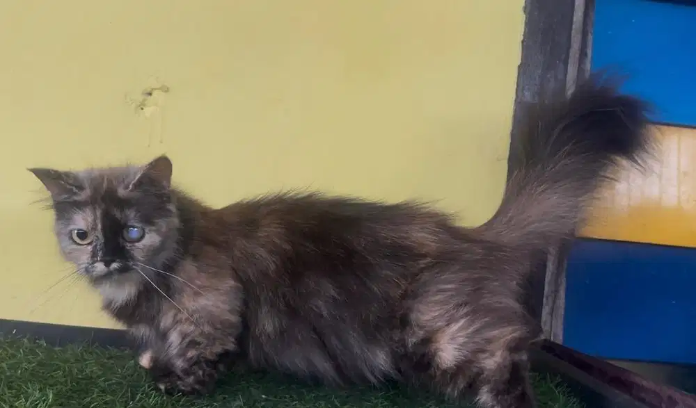 Kucing cebol x persia long hair